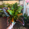Croton Petra