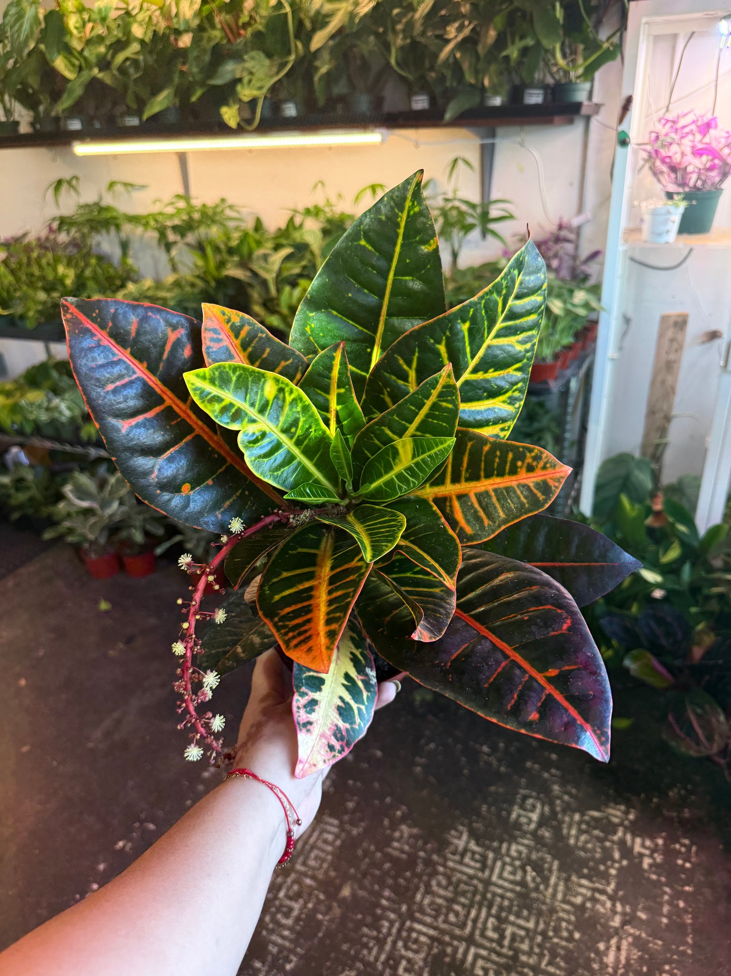 Croton Petra