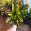 Croton Petra