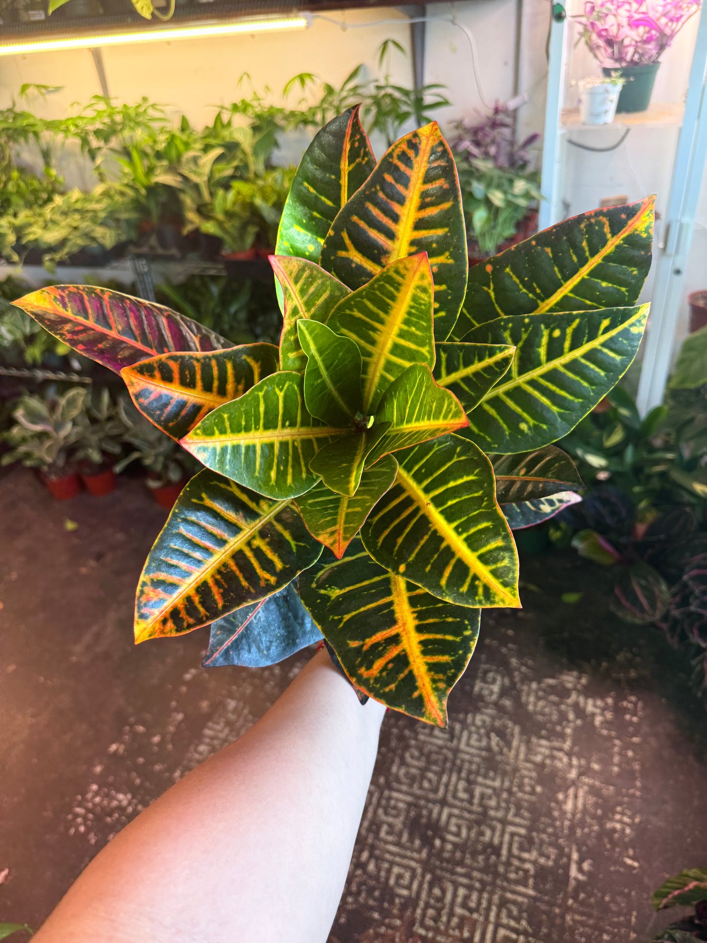 Croton Petra