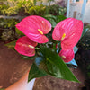 Anthurium ‘Sweet Dream’