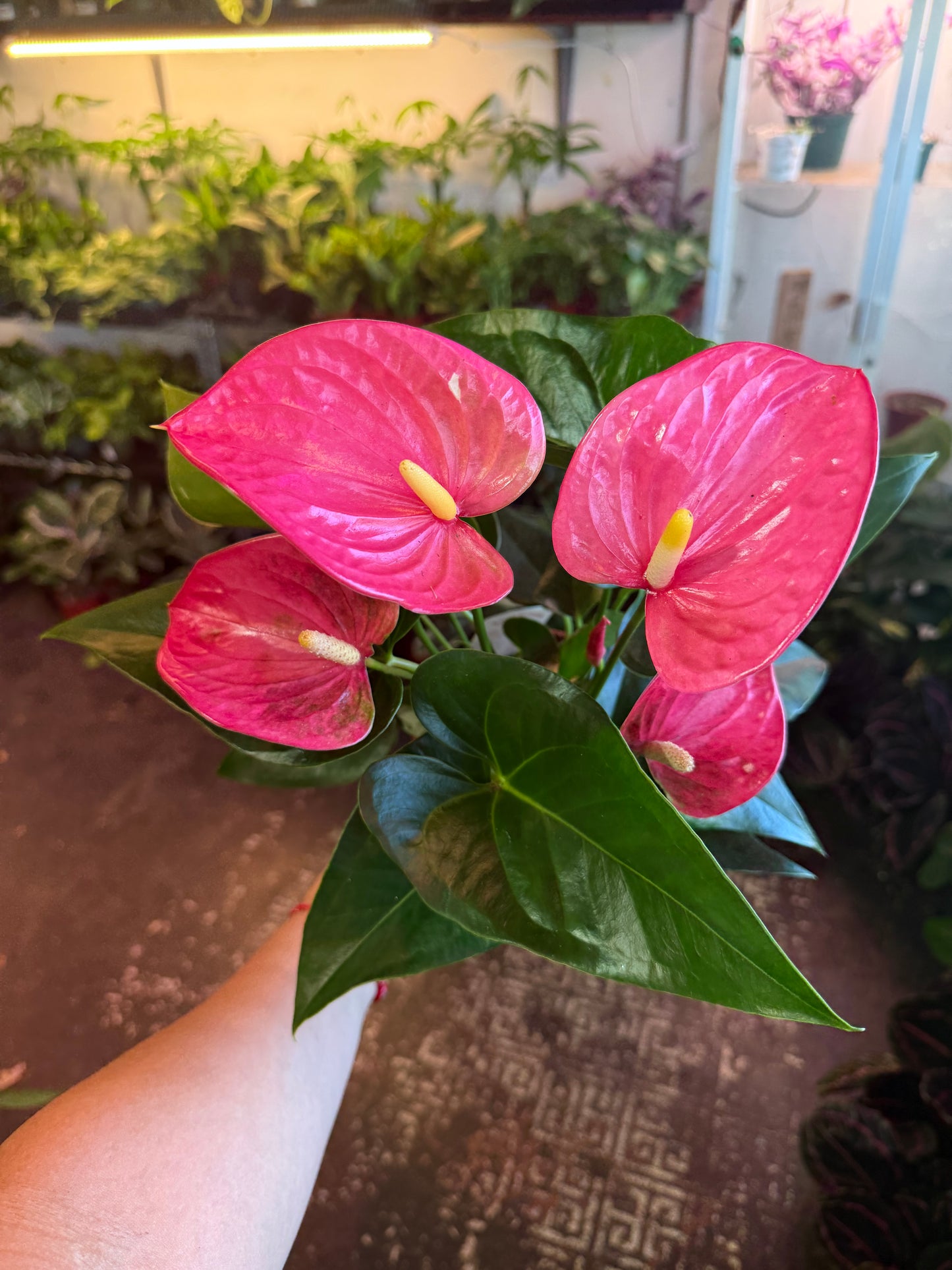 Anthurium ‘Sweet Dream’