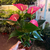 Anthurium ‘Sweet Dream’