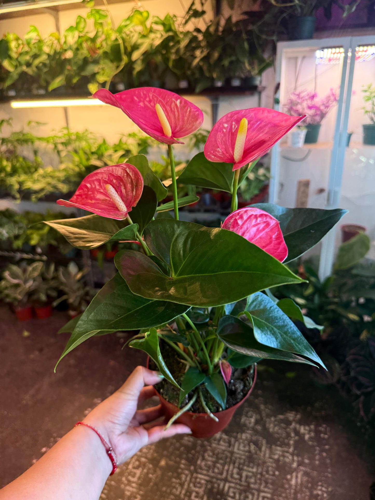 Anthurium ‘Sweet Dream’