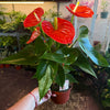 Anthurium ‘Aristo’