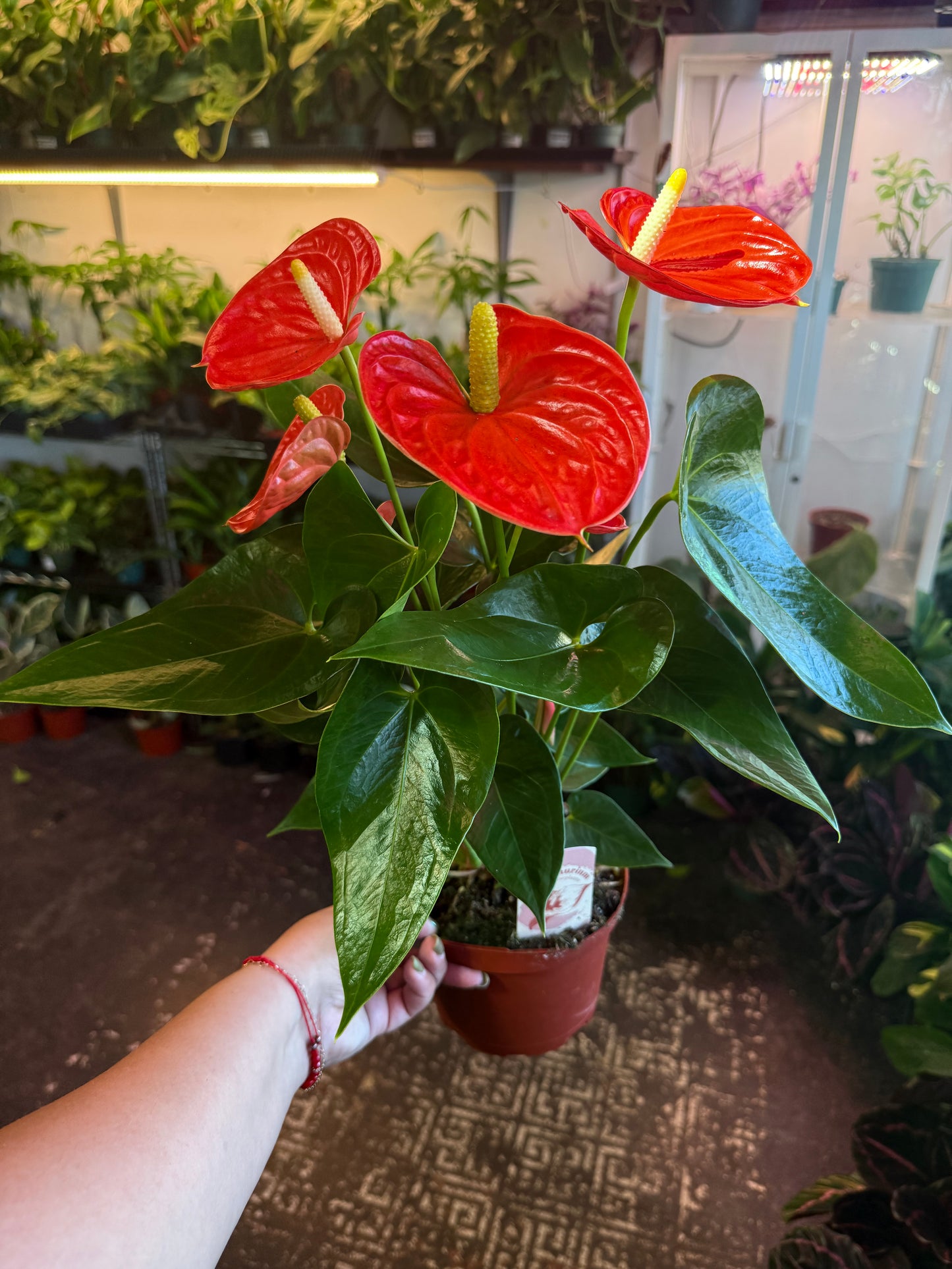 Anthurium ‘Aristo’
