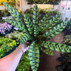 Calathea Lancifolia 'Rattlesnake'