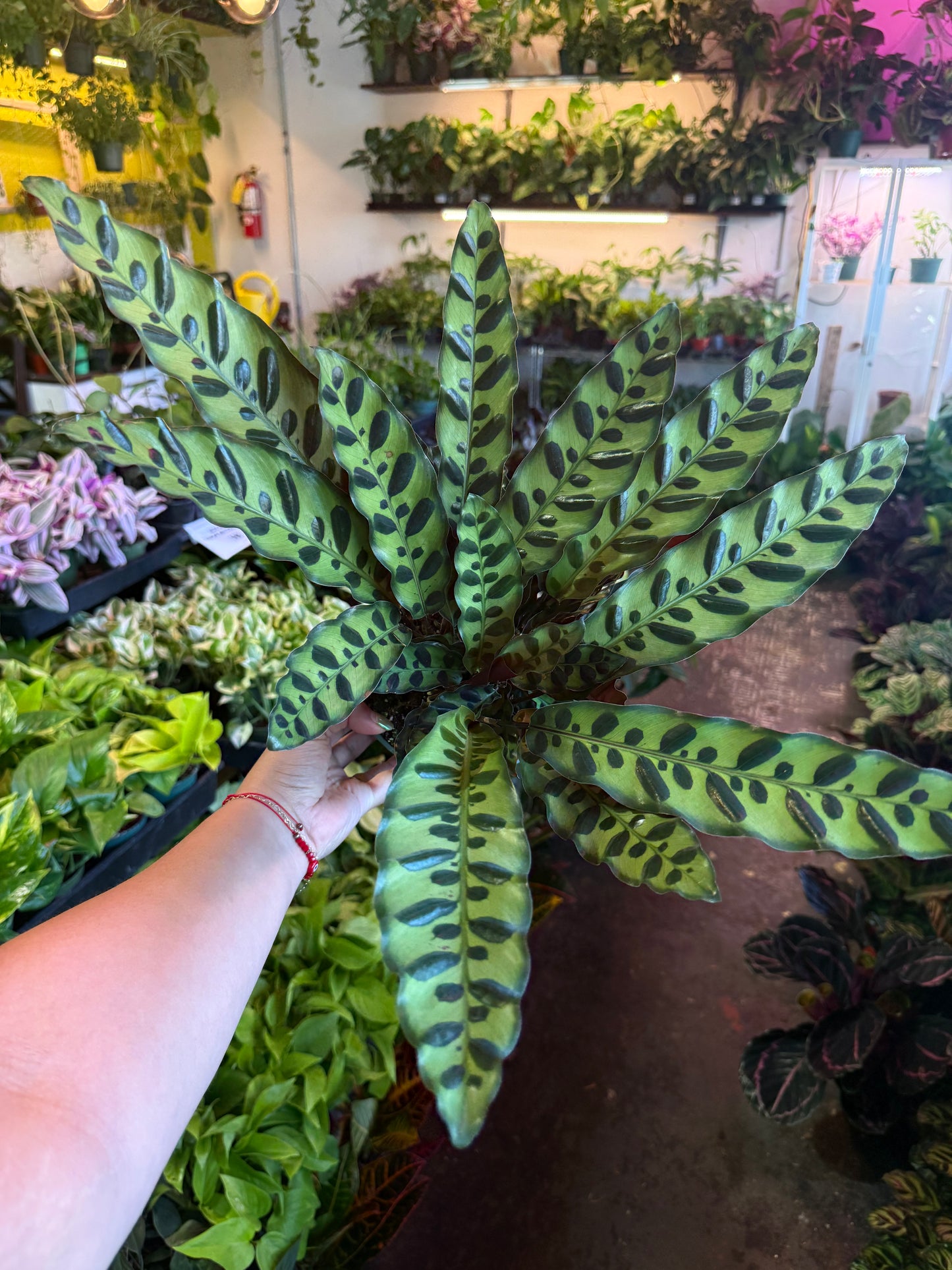 Calathea Lancifolia 'Rattlesnake'