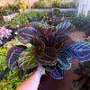 Calathea 'Dottie'
