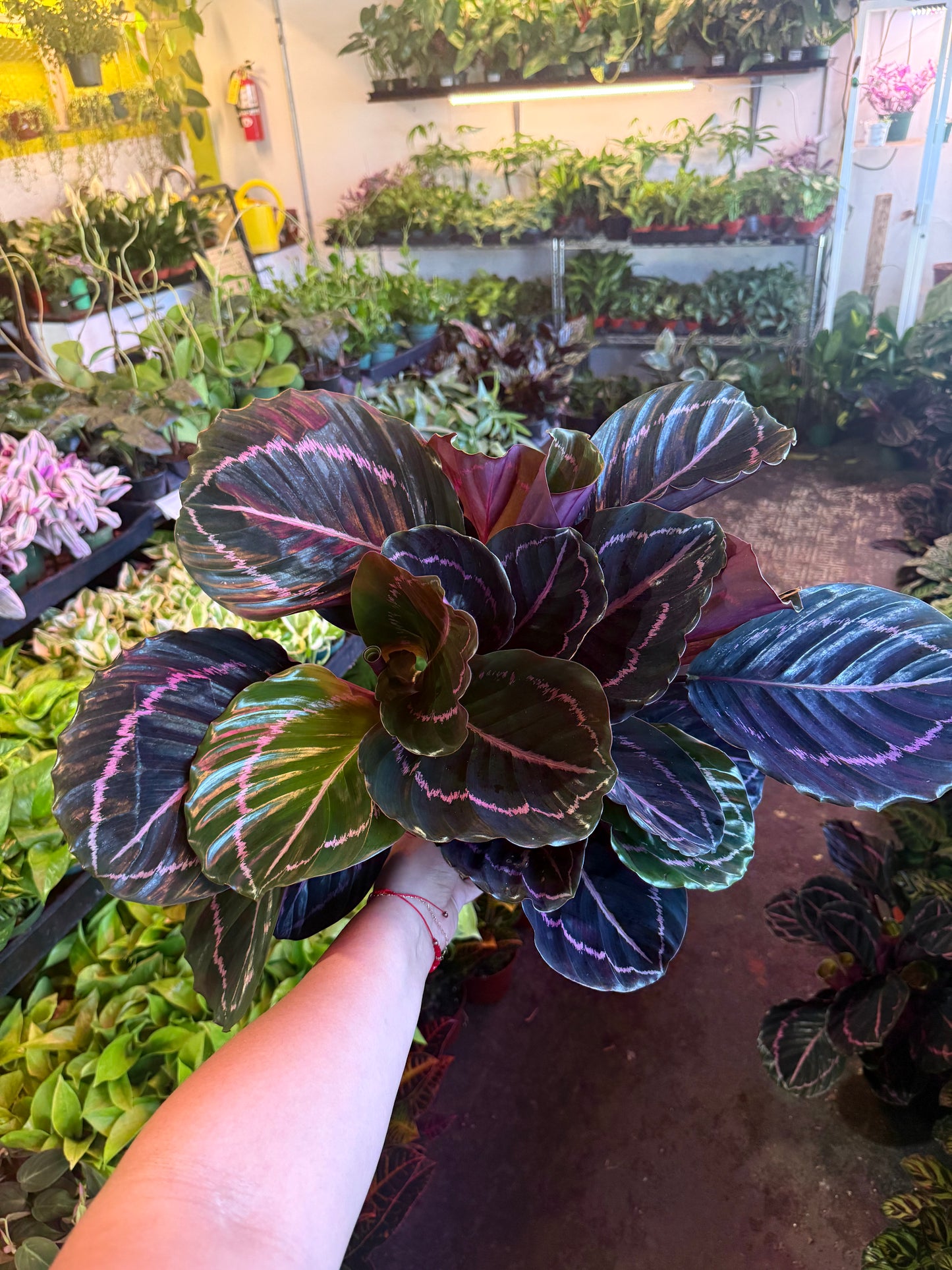 Calathea 'Dottie'