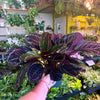 Calathea 'Dottie'