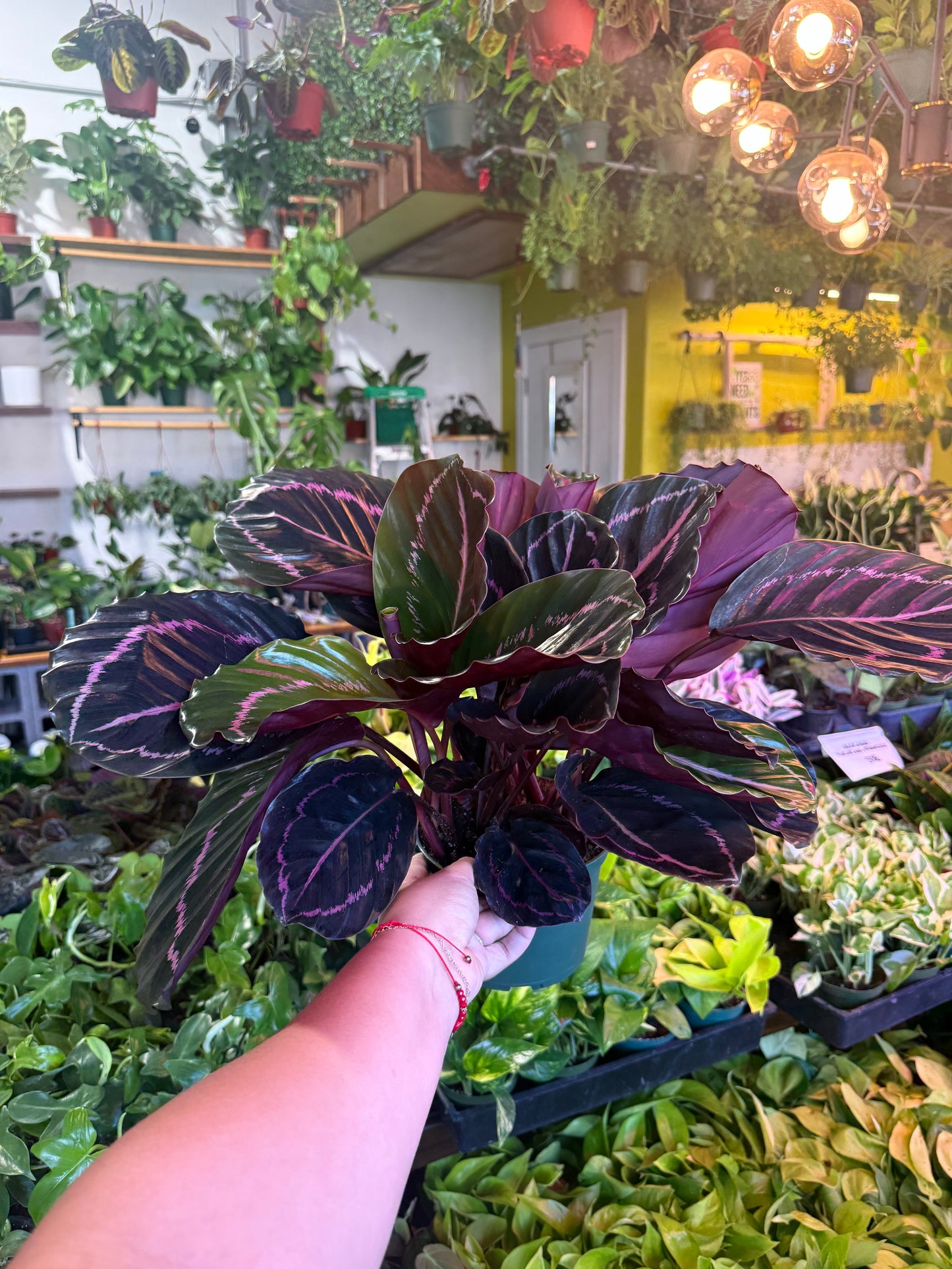 Calathea 'Dottie'