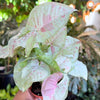 Syngonium 'Milk Confetti'