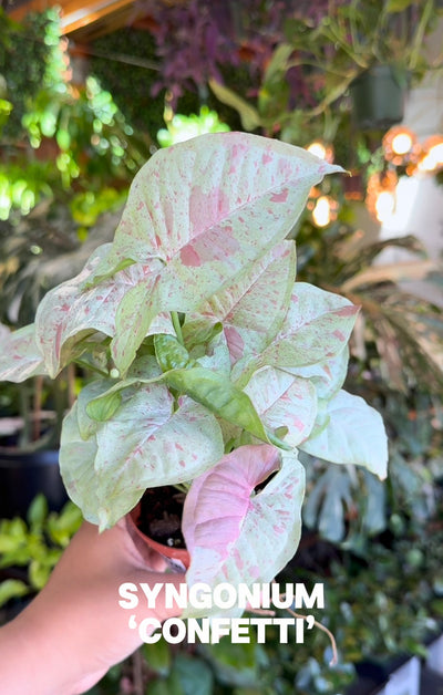 Syngonium 'Milk Confetti'