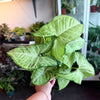 Syngonium ‘Confetti' *Low Variegation*