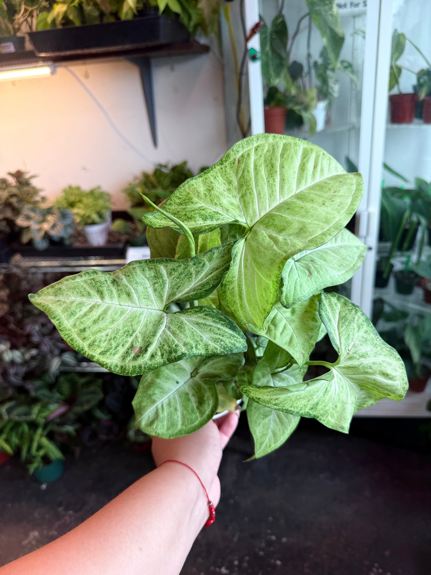Syngonium ‘Confetti' *Low Variegation*