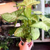 Syngonium ‘Confetti' *Low Variegation*