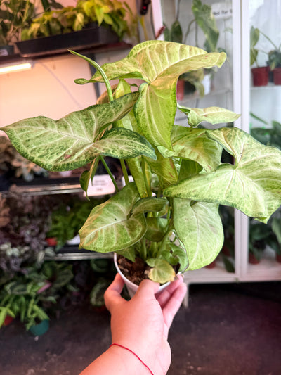 Syngonium ‘Confetti' *Low Variegation*