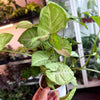 Syngonium ‘Confetti' *Low Variegation*