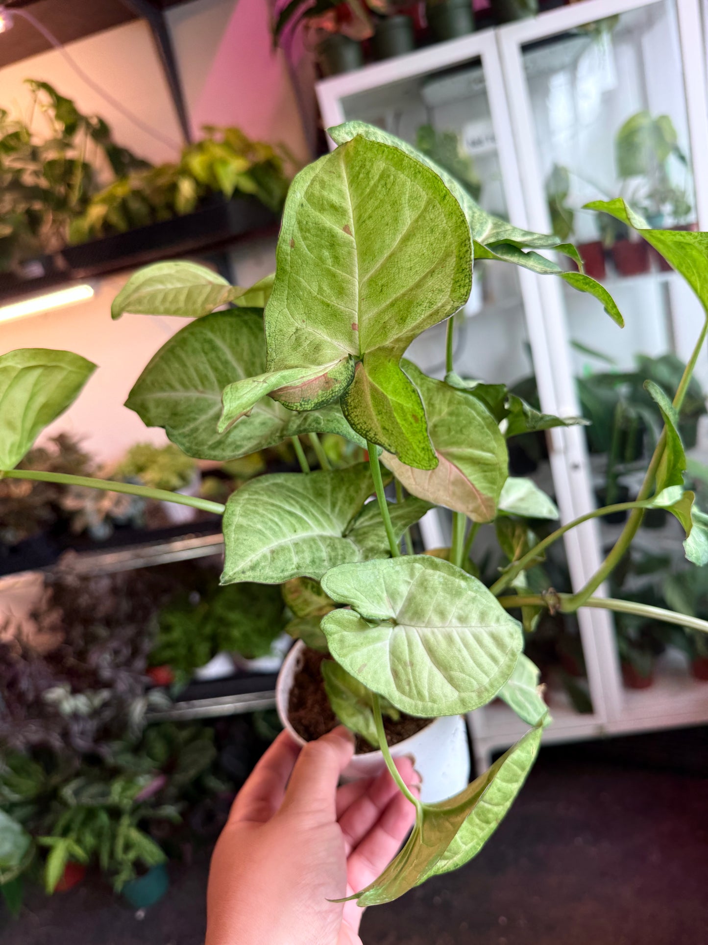 Syngonium ‘Confetti' *Low Variegation*