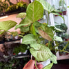 Syngonium ‘Confetti' *Low Variegation*