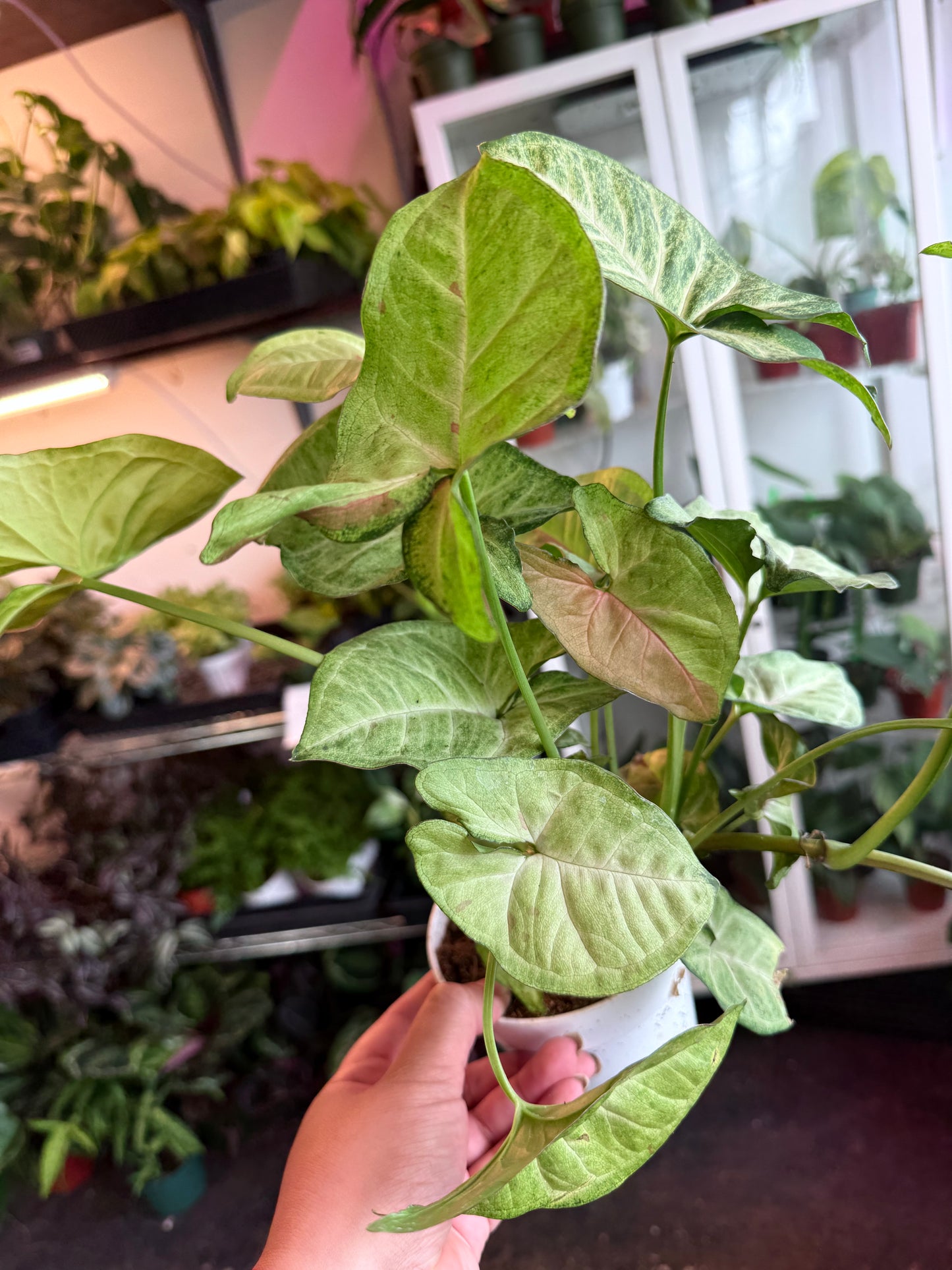 Syngonium ‘Confetti' *Low Variegation*