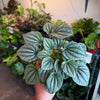 Peperomia ‘Frost’