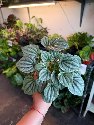 Peperomia ‘Frost’