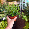 Peperomia 'Beatle'
