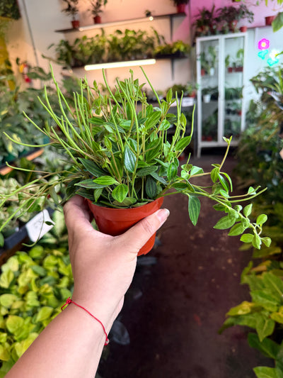 Peperomia 'Beatle'