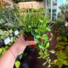 Peperomia 'Beatle'