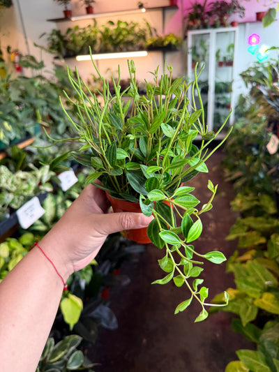 Peperomia 'Beatle'
