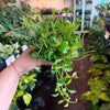 Peperomia 'Beatle'