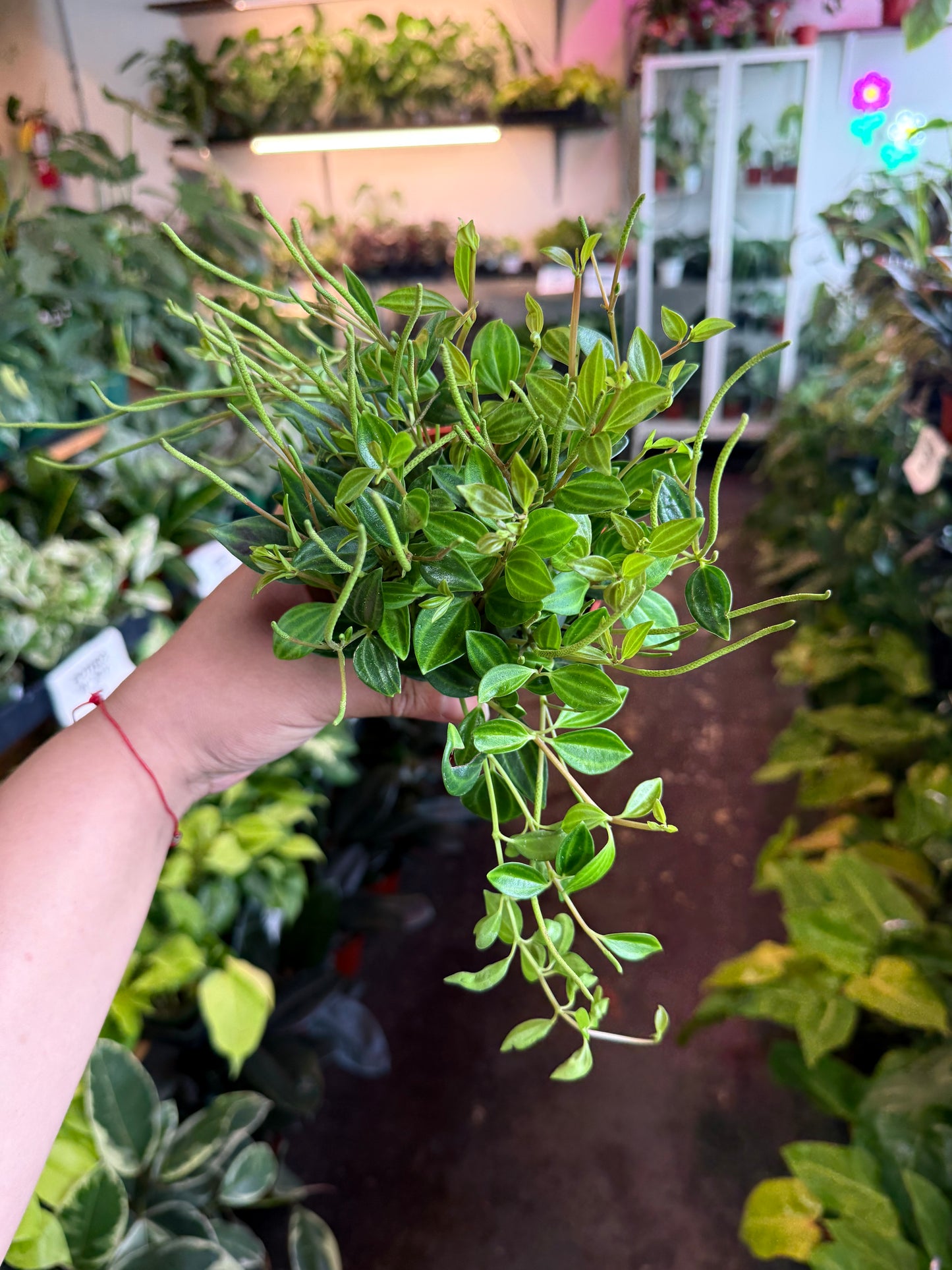 Peperomia 'Beatle'