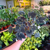 Begonia ‘Black Velvet’