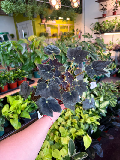 Begonia ‘Black Velvet’