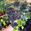 Begonia ‘Black Velvet’
