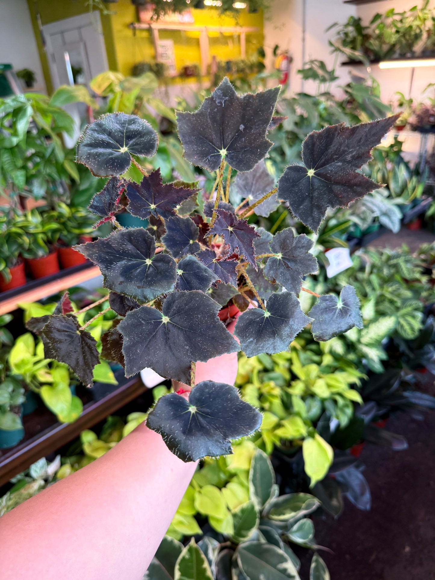 Begonia ‘Black Velvet’