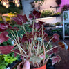 Begonia ‘Black Velvet’