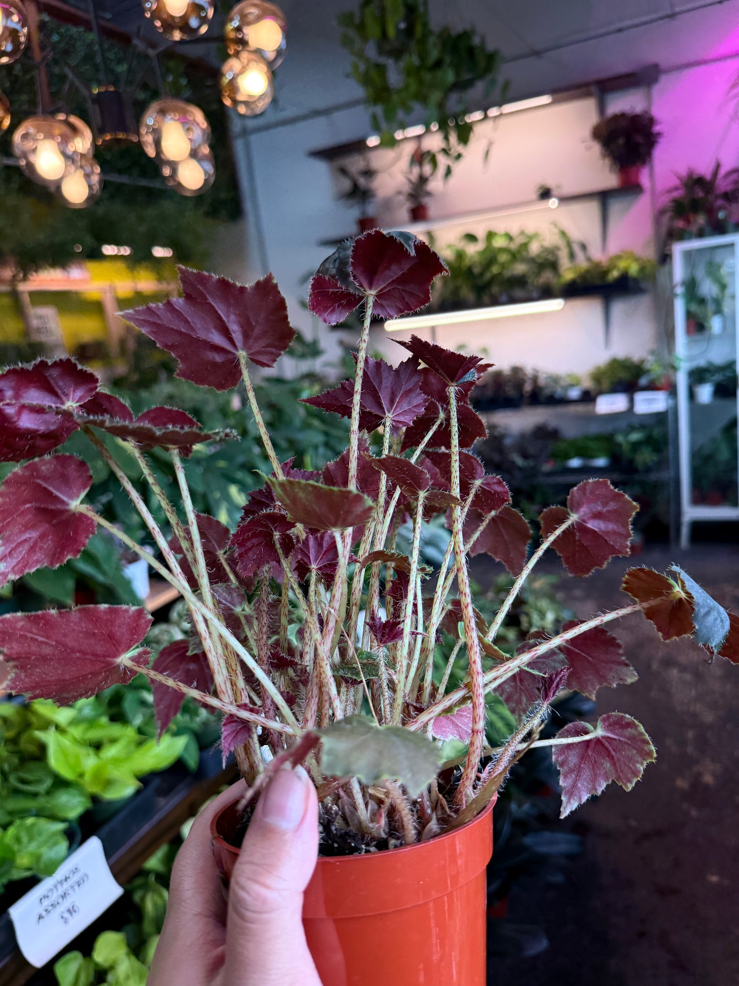 Begonia ‘Black Velvet’