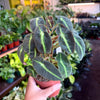 Begonia ‘Listada’