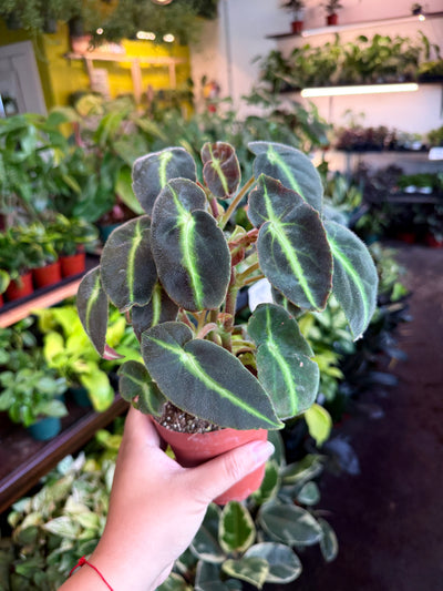 Begonia ‘Listada’