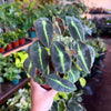 Begonia ‘Listada’