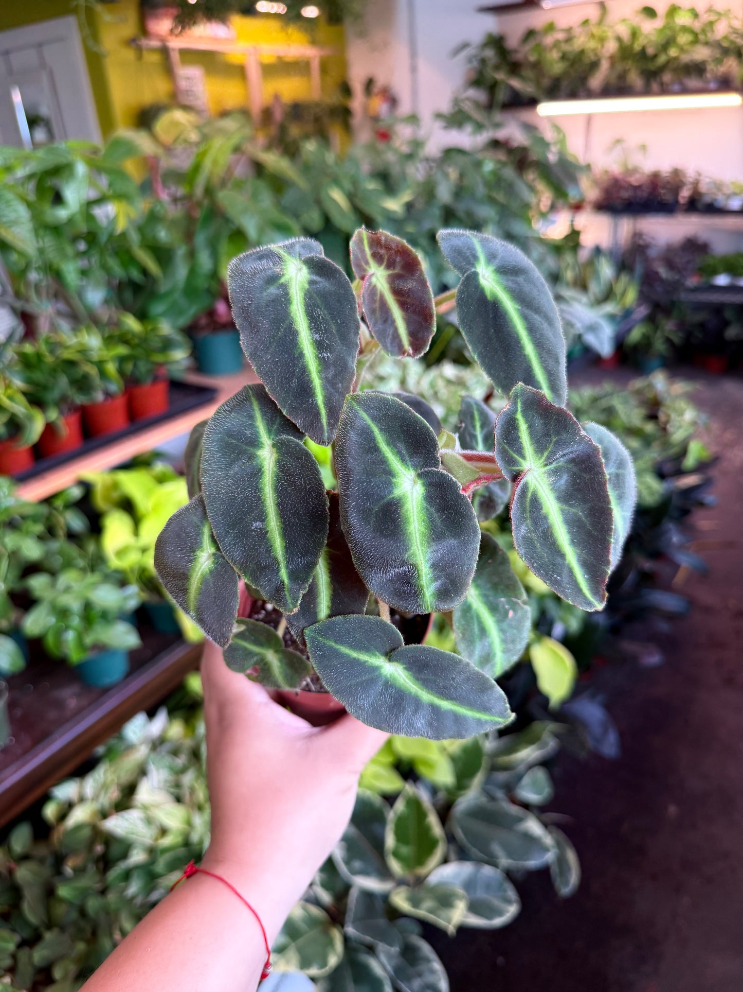 Begonia ‘Listada’