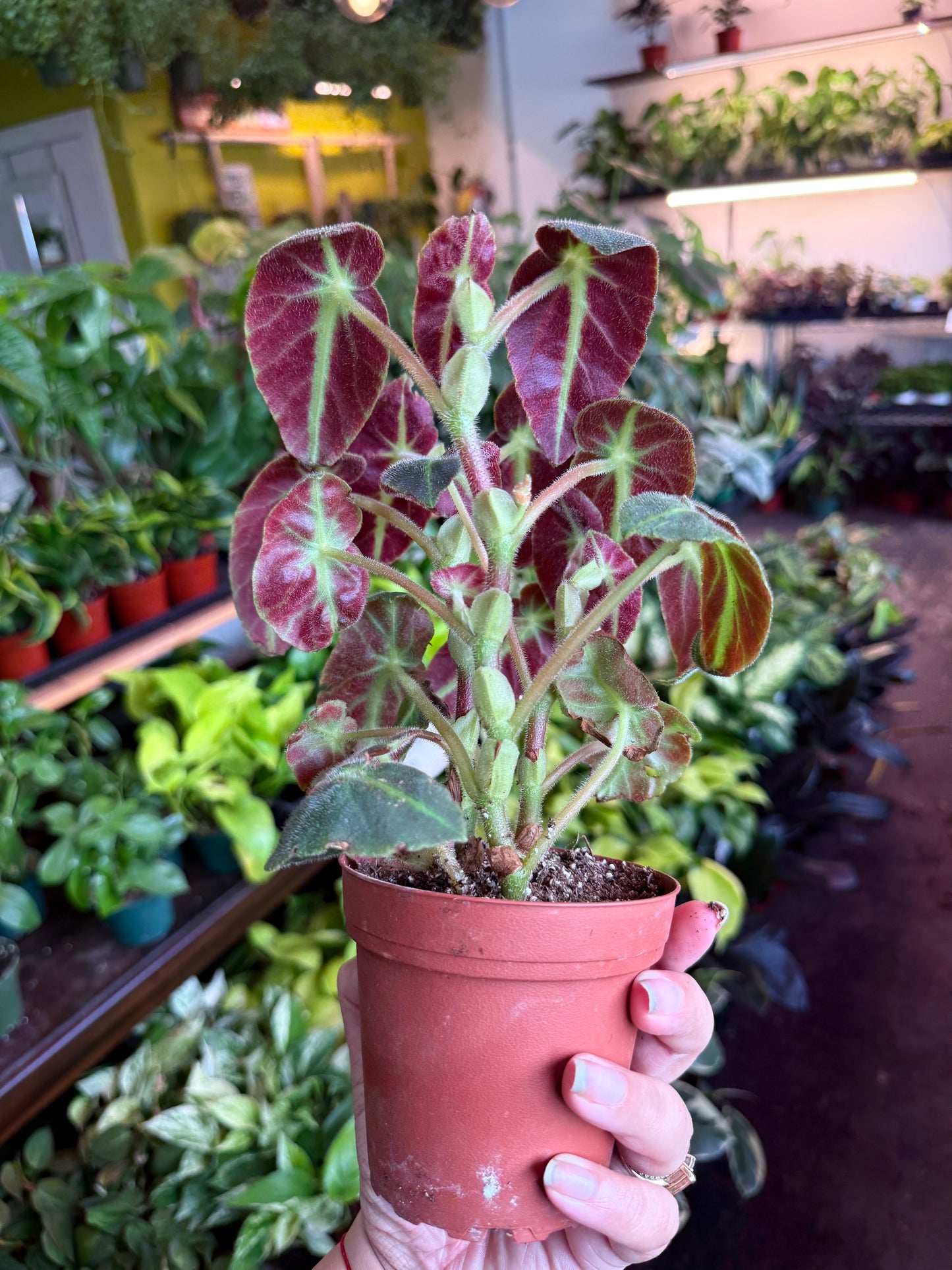 Begonia ‘Listada’