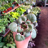 Begonia ‘Strawberry’