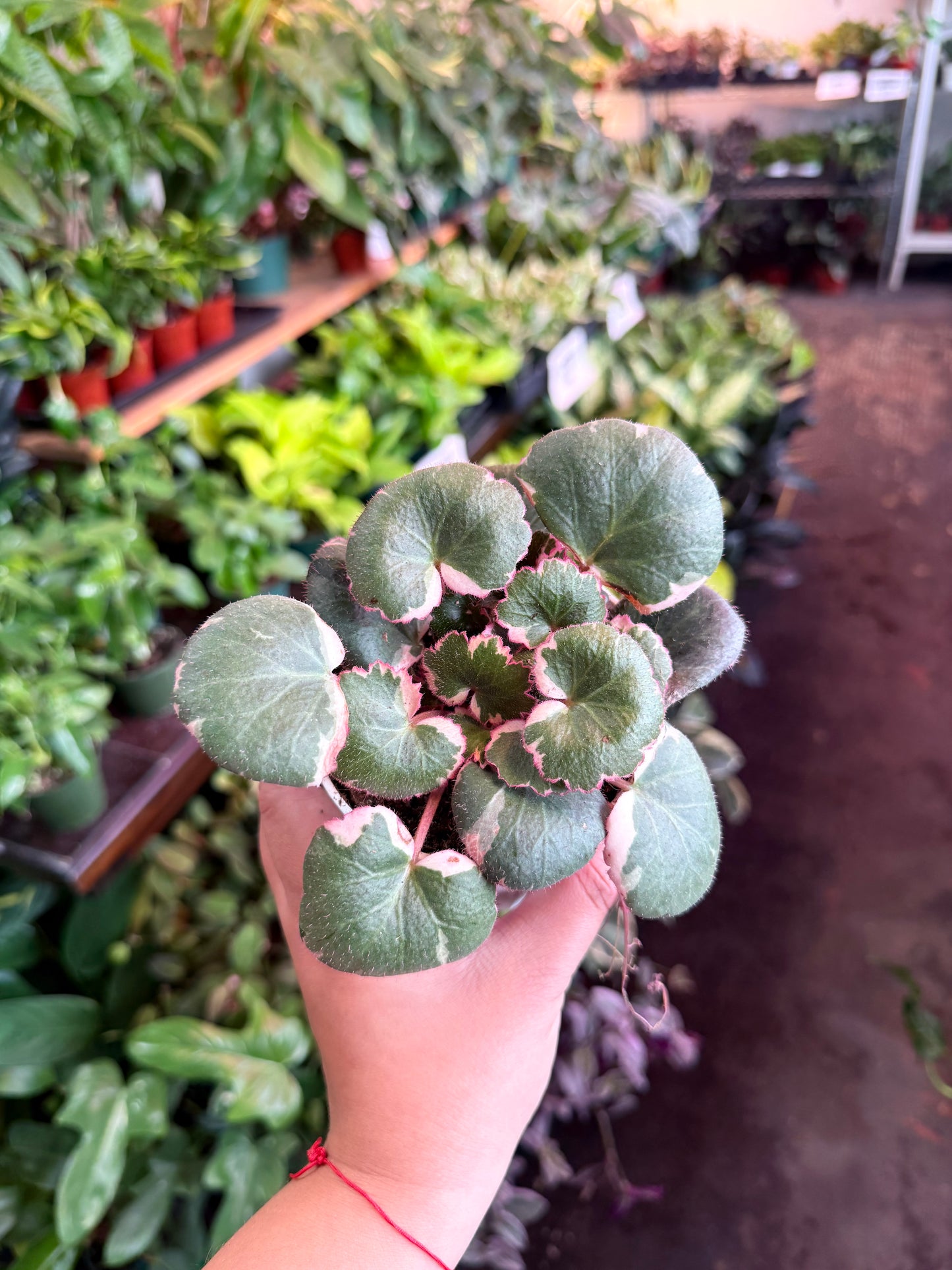 Begonia ‘Strawberry’