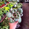 Begonia ‘Strawberry’
