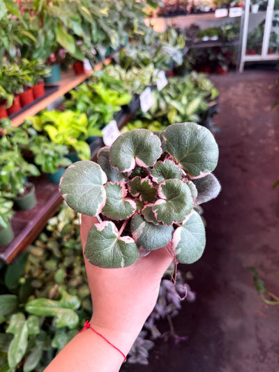 Begonia ‘Strawberry’