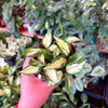 Hoya ‘Tricolor’